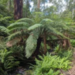 comprarcartasimt|Are There Any National Parks Along the Great Ocean Road?