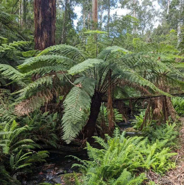 comprarcartasimt|Are There Any National Parks Along the Great Ocean Road?